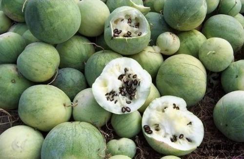 吃瓜博主是怎么知道瓜的,揭秘吃瓜博主如何捕捉瓜界新鲜资讯