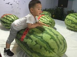 鹰潭吃瓜群众事件,网络舆论漩涡中的真相探寻