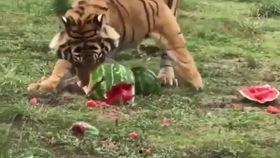 吃瓜的老虎小说