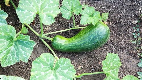 新鲜蒲瓜瓠瓜怎么吃,探索新鲜蒲瓜瓠瓜的多彩吃法