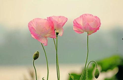 虞美人吃别人瓜,引发邻里纷争