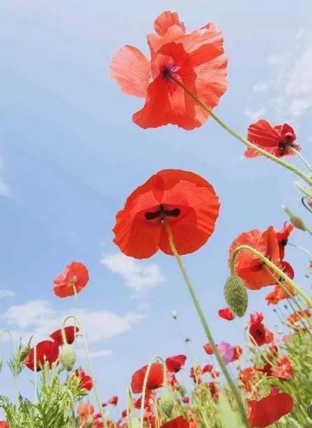 虞美人吃别人瓜,引发邻里纷争