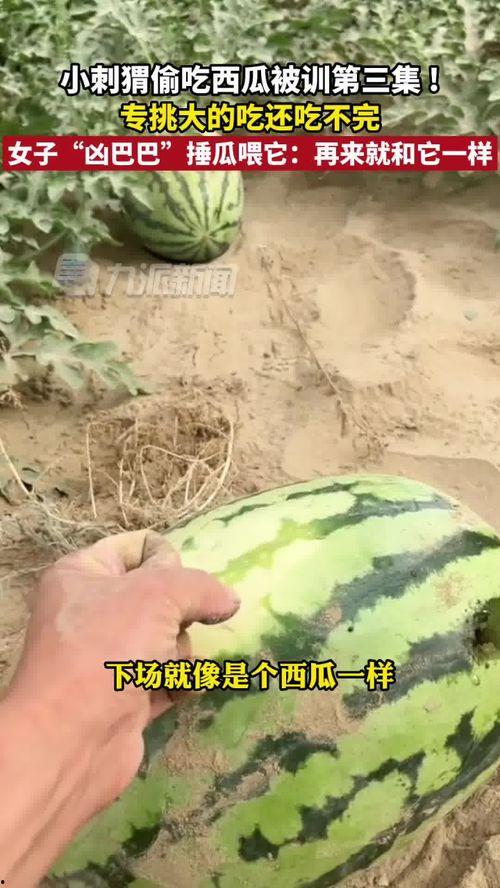 吃瓜系统第7集,揭秘神秘事件背后的真相