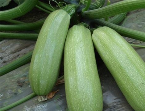 吃瓜的好处坏处,揭秘吃瓜的好处与坏处