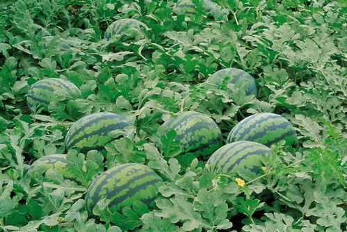 高秋几点吃瓜,品味瓜果的甘甜时光