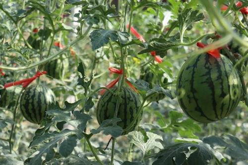 济南长青吃瓜,夏日吃瓜盛宴，品味生活甜蜜时光