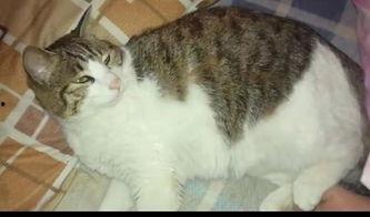 吃瓜猫猫音乐,萌趣旋律中的治愈之旅