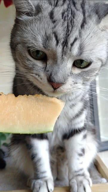 吃瓜猫猫音乐,萌趣旋律中的治愈之旅