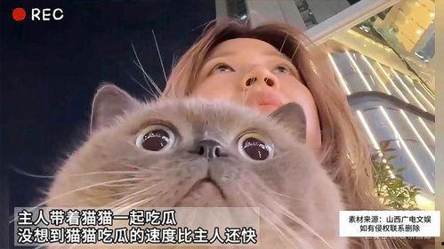 吃瓜猫猫音乐,萌趣旋律中的治愈之旅