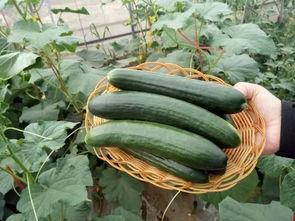 吃荷兰瓜嘴麻,一尝便知,舌尖上的麻味诱惑