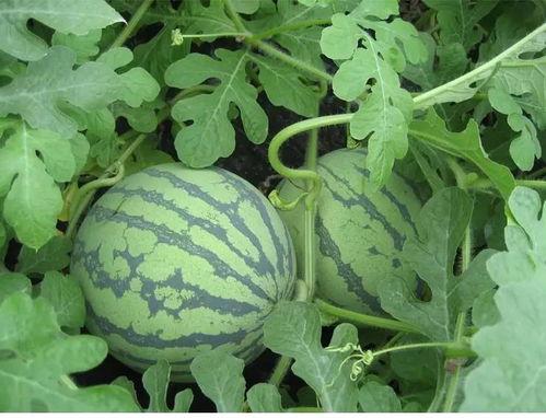 吃瓜季昕,探寻昕昕的瓜界传奇