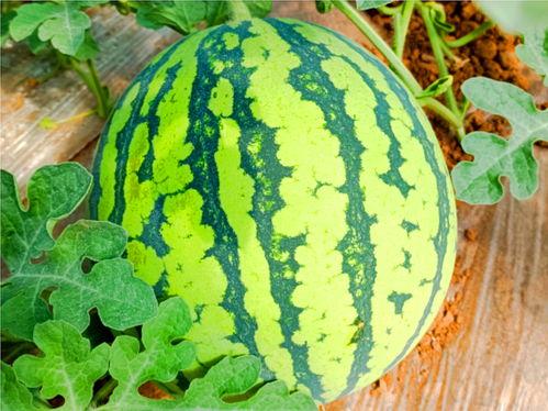 吃瓜吃网,揭秘网络时代的娱乐盛宴