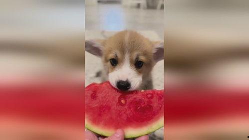 小狗也吃瓜,小狗也疯狂吃瓜记