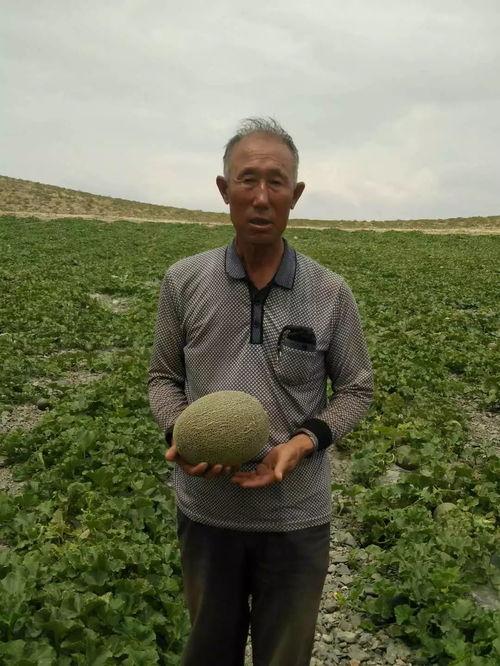 老伯请师弟吃瓜,老伯请师弟共享人间美味