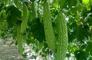 云瓜吃瓜,揭秘网络时代下的瓜田乐事