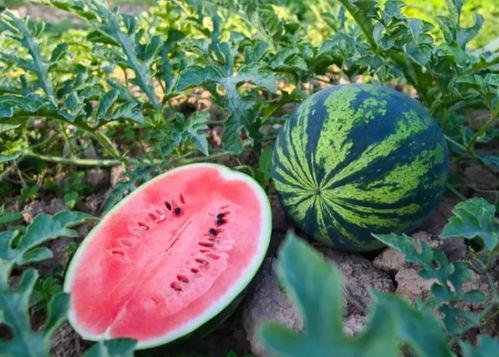 苏州夏天吃瓜视频,瓜香四溢的清凉时光