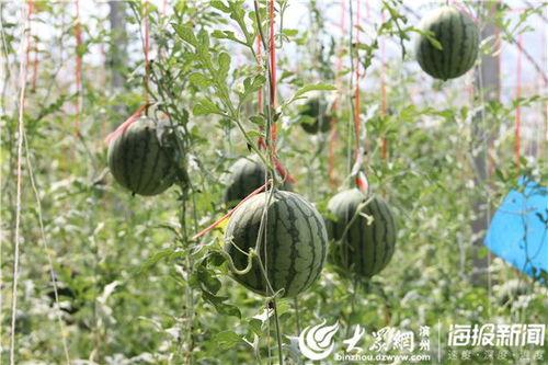 找个地方吃瓜视频,跟随“找个地方吃瓜”视频,解锁隐藏美食天堂