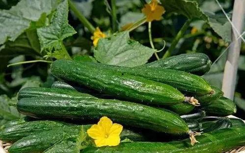 北中医东区吃瓜