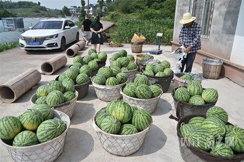 北中医东区吃瓜