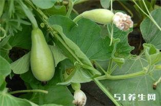 长期在网上吃瓜,见证时代变迁的“吃瓜”人生