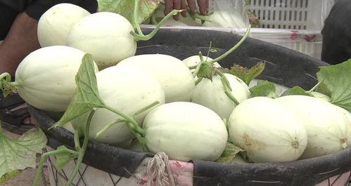 带你吃瓜食堂雪糕,带你吃瓜食堂雪糕,尽享甜蜜时光