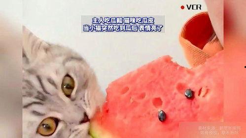 西瓜猫吃瓜