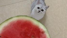 西瓜猫吃瓜