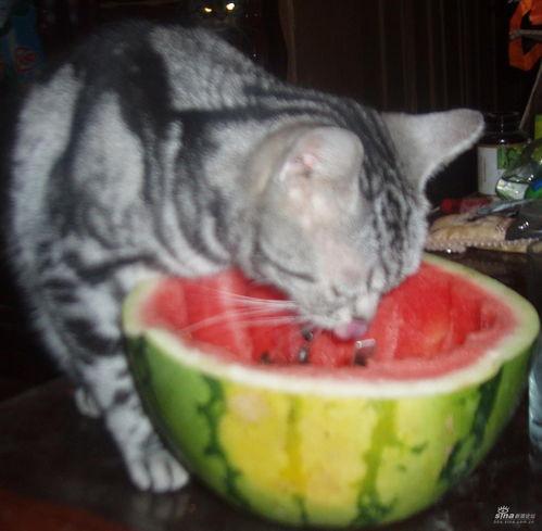 西瓜猫吃瓜